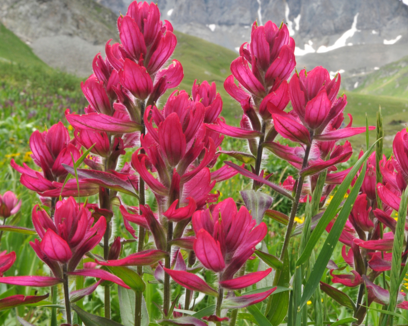 Breckenridge Wildflower Week events for Thursday, July 2